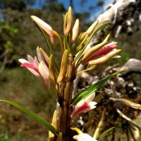 Dendrobium jerdonianum Wight